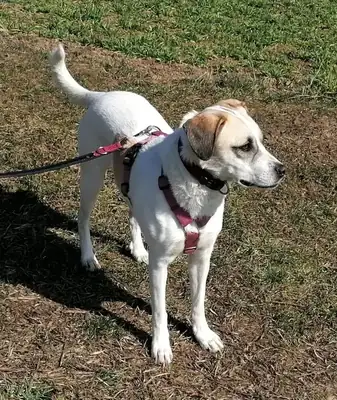 Frieda – Hund – Bild 4