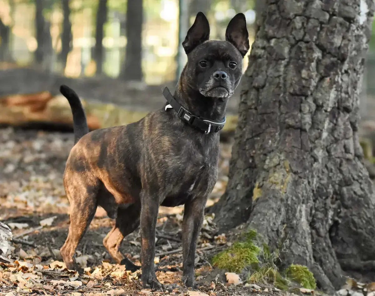 Mojo -  - Bild 2