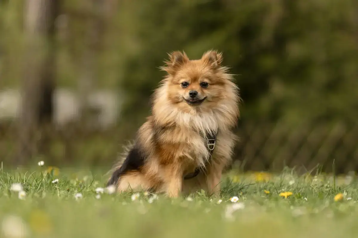 Ronja -  - Bild 2