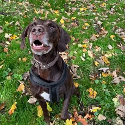 Chuck - Labrador Retriever - Bild 1