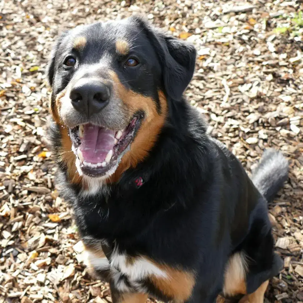 Nero -  - Bild 4
