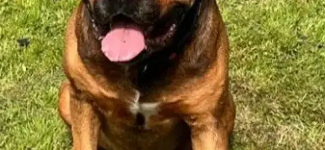 Caruso - Deutscher Boxer, Rottweiler - Bild 1