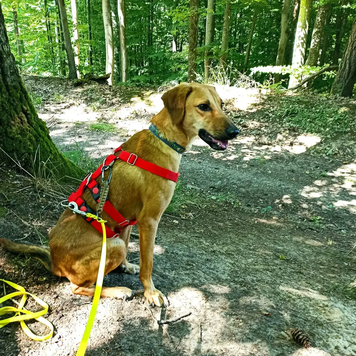 Luigi -  - Bild 2
