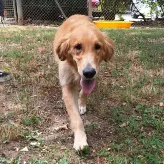 Rishka - Golden Retriever - Bild 2