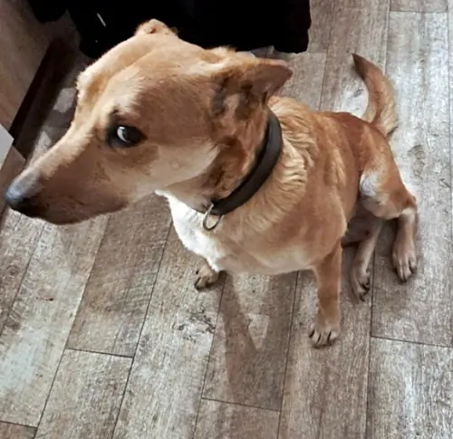 Aldo - Labrador Retriever - Bild 2