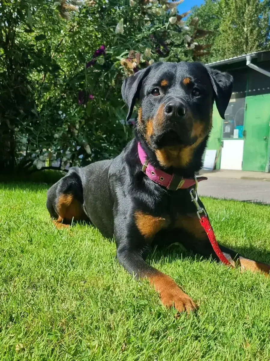 Erwin - Rottweiler - Bild 2