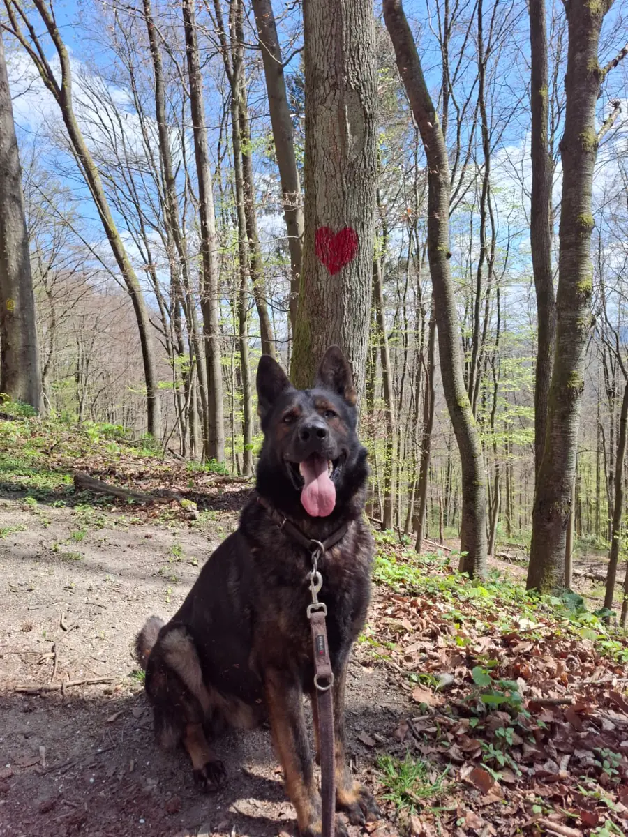 Cuba - Deutscher Schäferhund - Bild 6