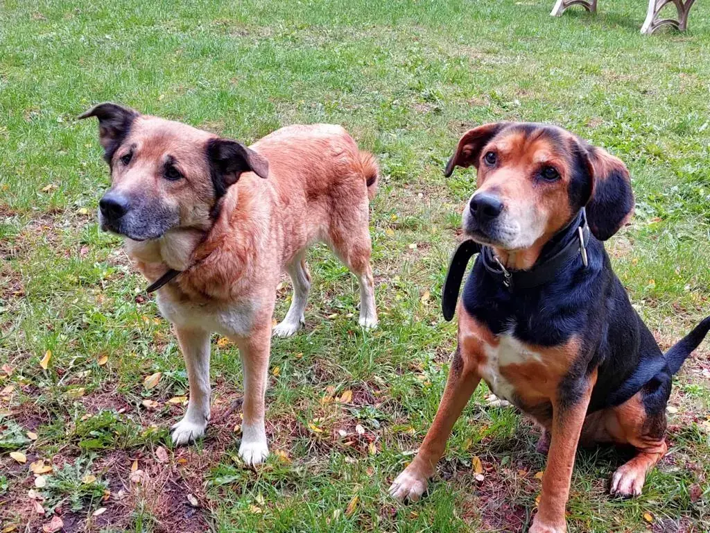 Max - Deutscher Schäferhund - Bild 2