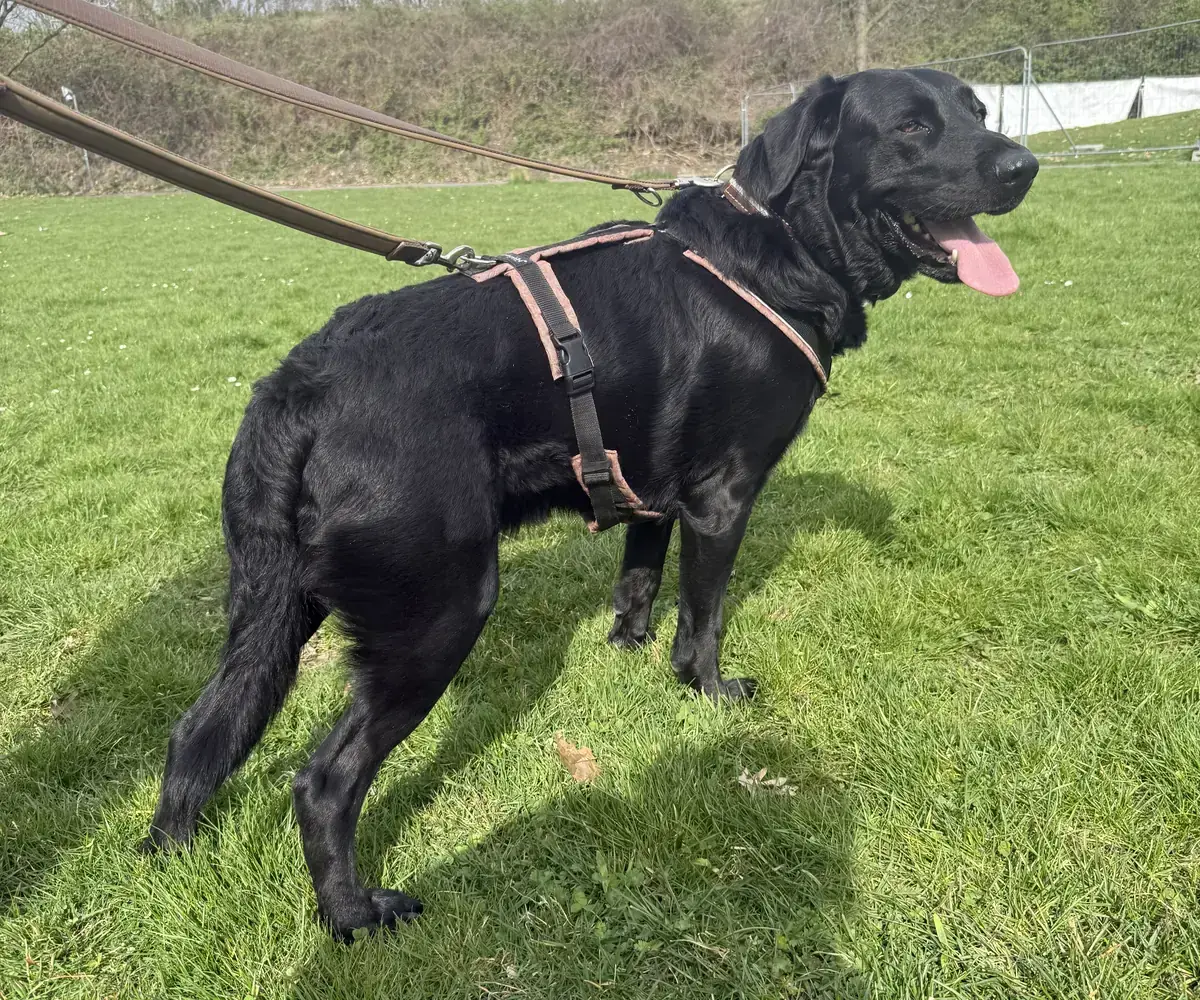 Saad - Labrador Retriever - Bild 3