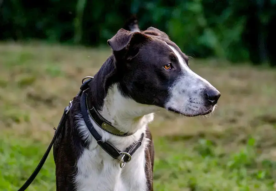 Floki -  - Bild 4