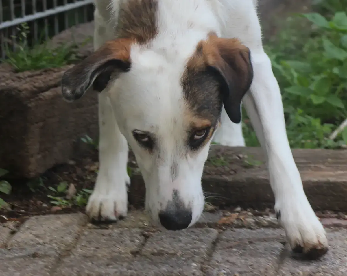 Benny -  - Bild 3