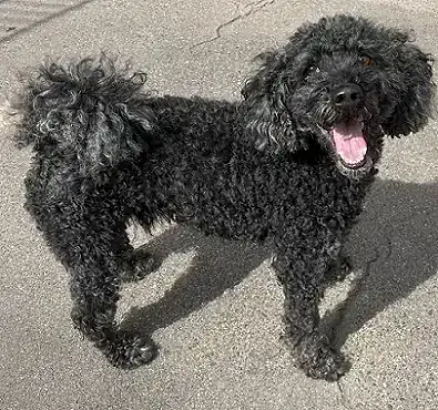 Blacky – Pudel – Bild 3