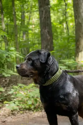 Ophelia – Rottweiler – Bild 5