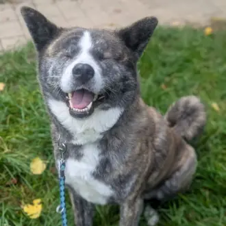 Lucy - Akita - Bild 7