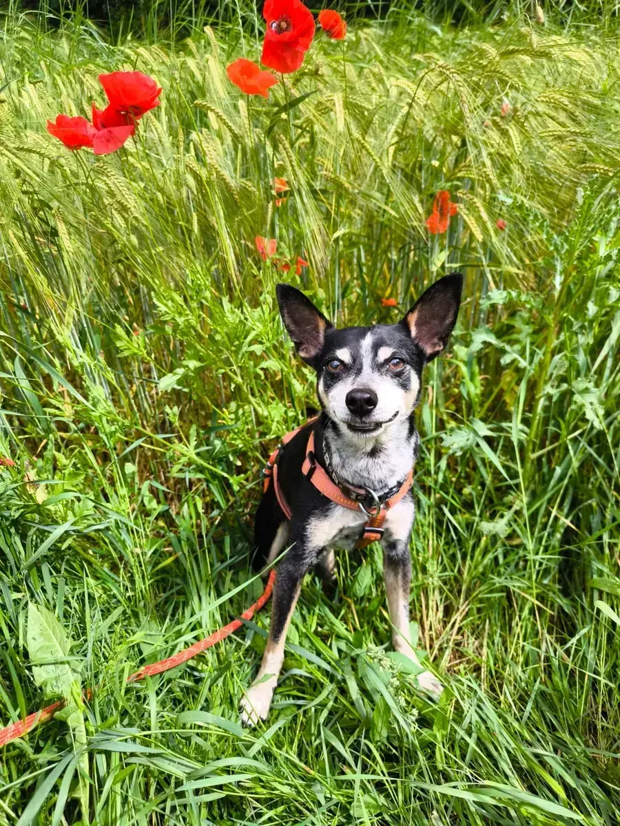 Bubi - Deutscher Pinscher, Beagle - Bild 5