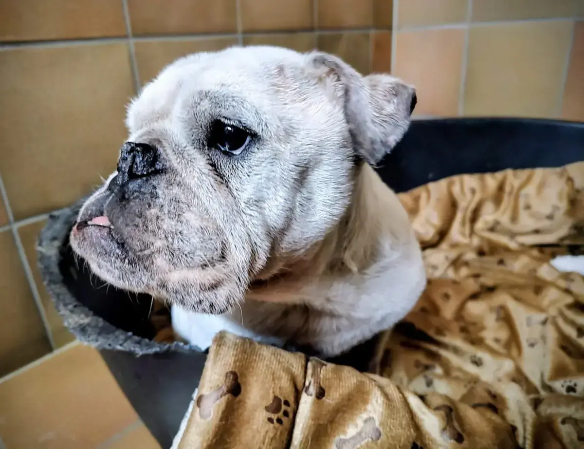 Wilma - Englische Bulldogge - Bild 3