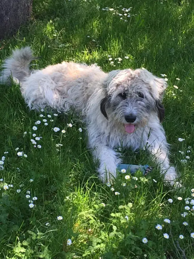 Laika -  - Bild 3