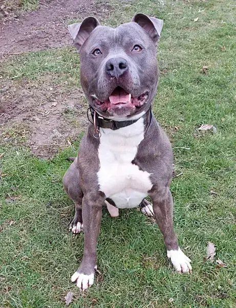 American Staffordshire Terrier Chapo