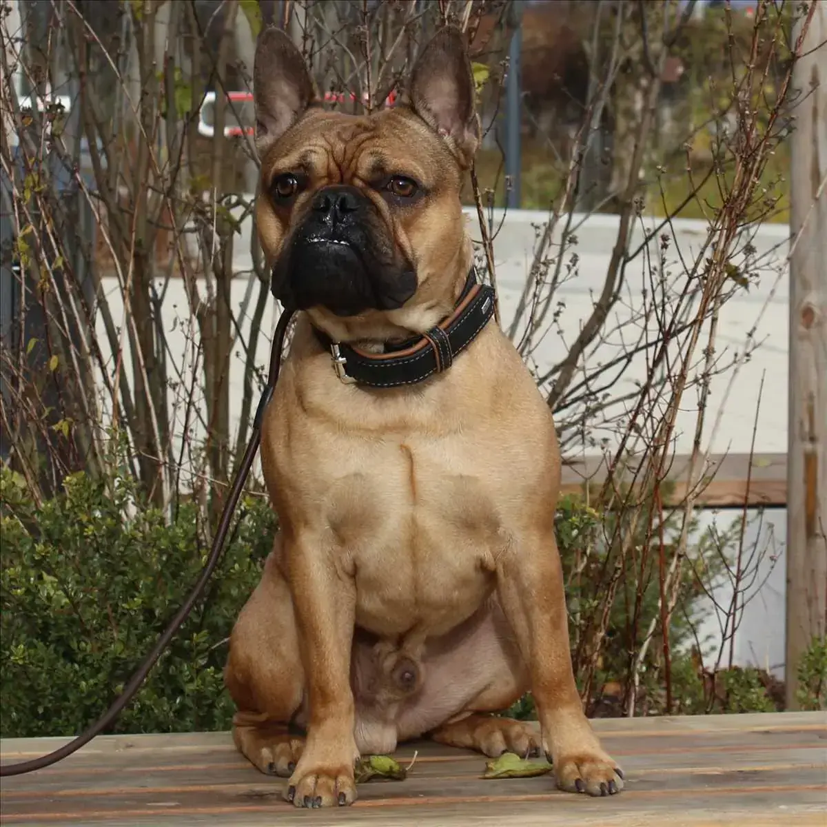 LOUIE - Französische Bulldogge - Bild 2