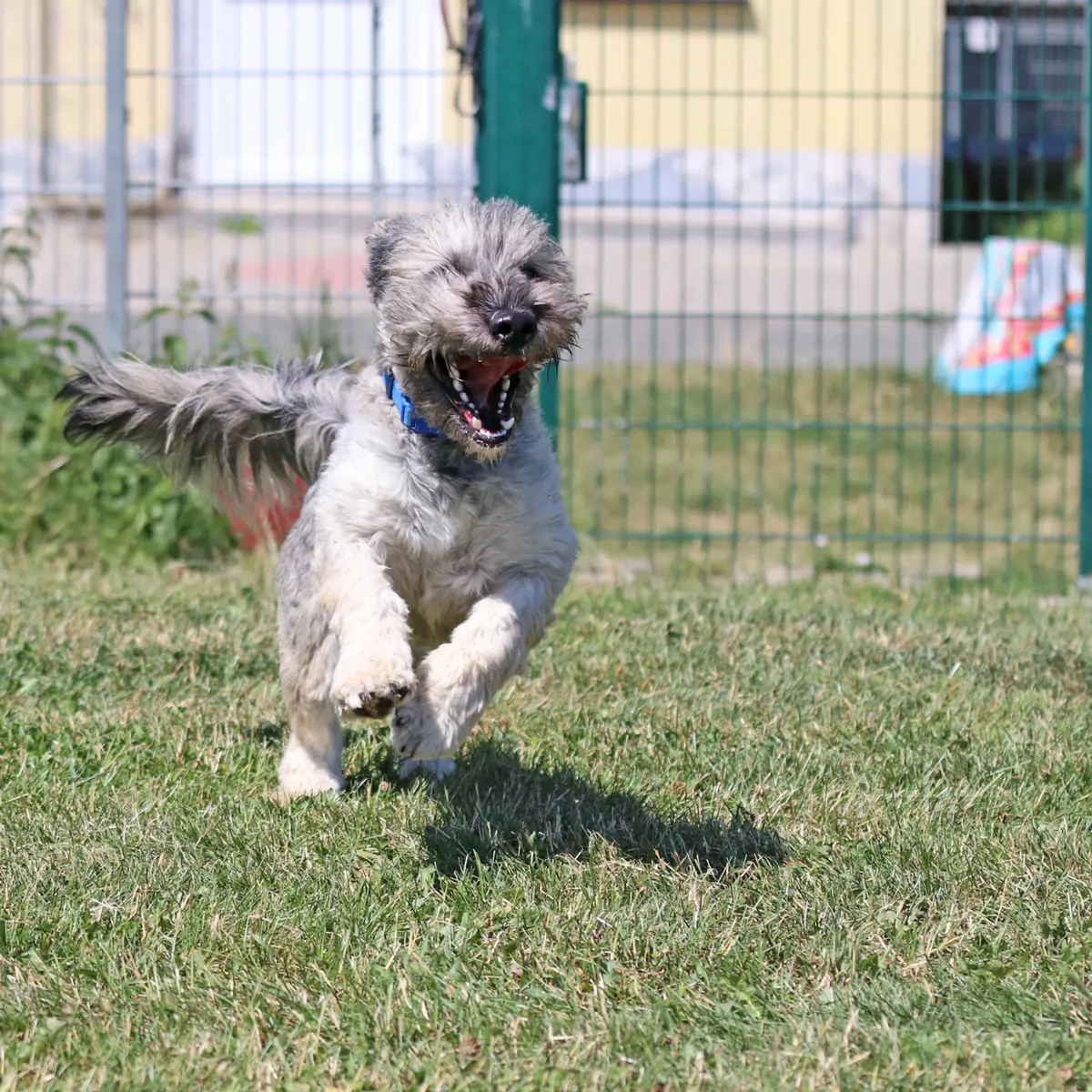 Bobby -  - Bild 5