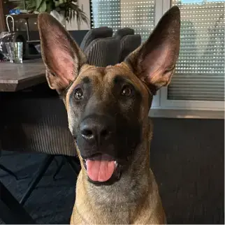 Belgischer Schäferhund, Labrador Retriever Alpha