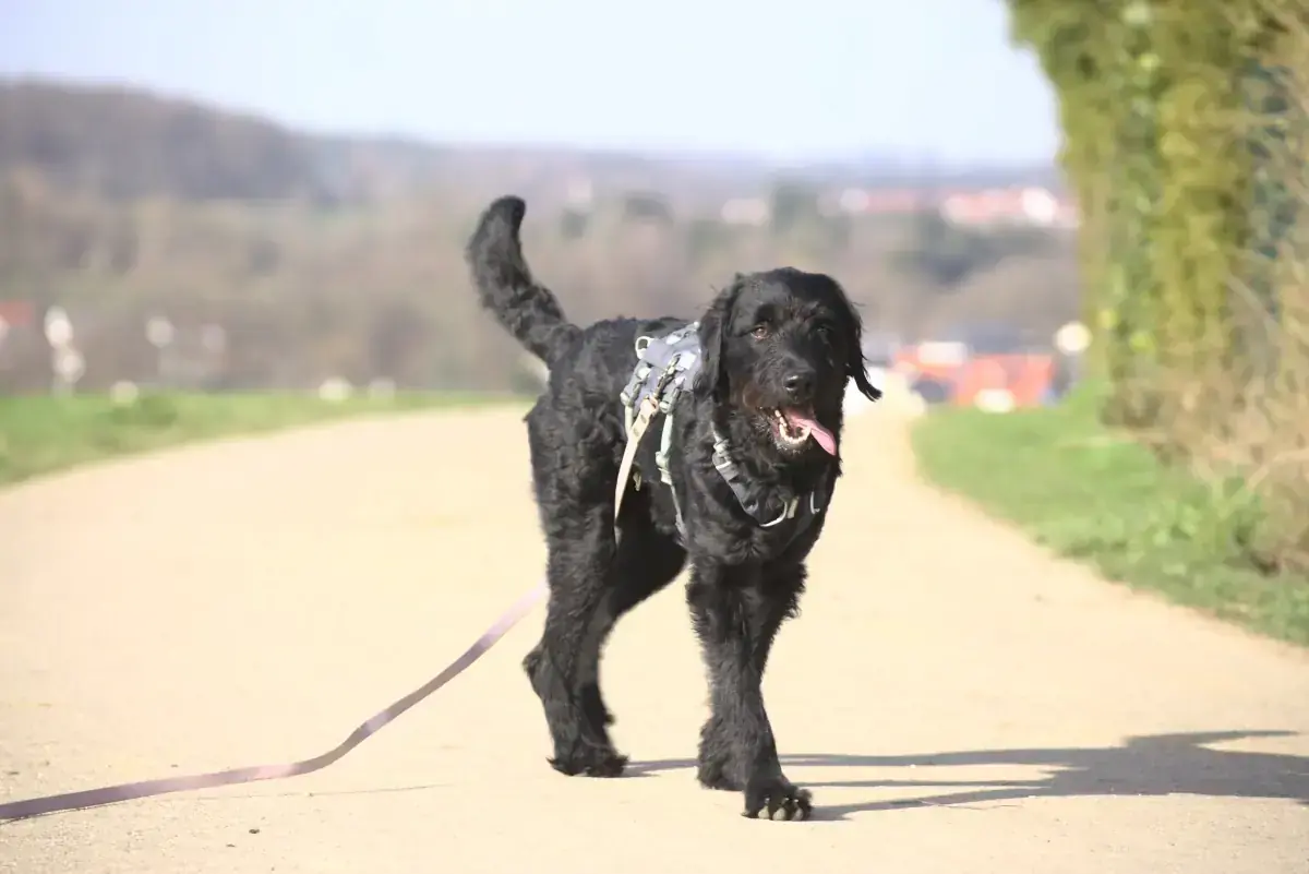Simba -  - Bild 1