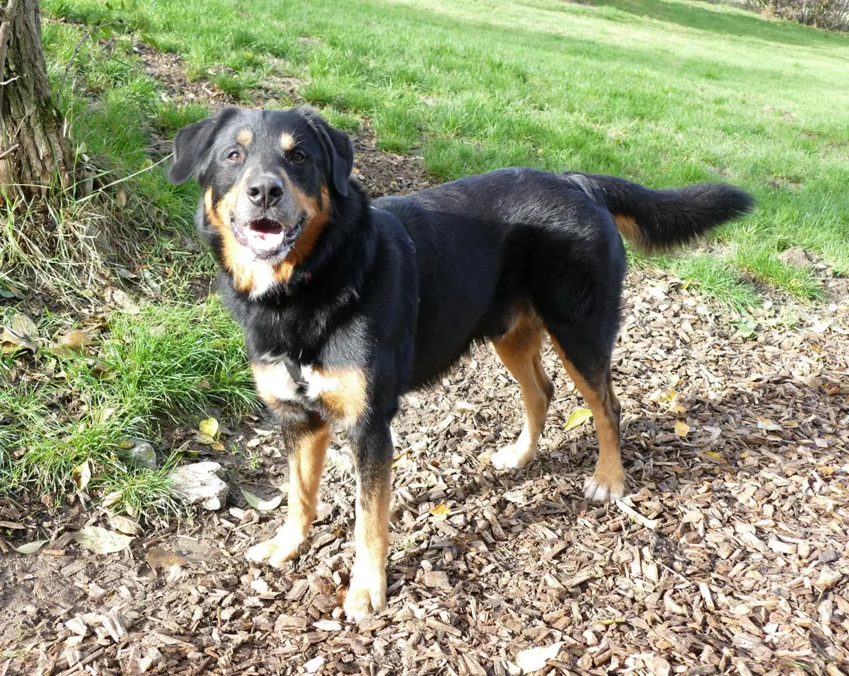 Nero -  - Bild 5
