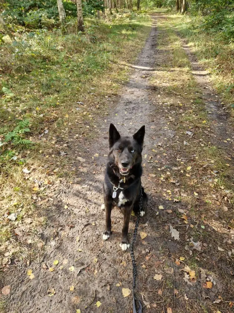 Maja - Siberian Husky - Bild 7