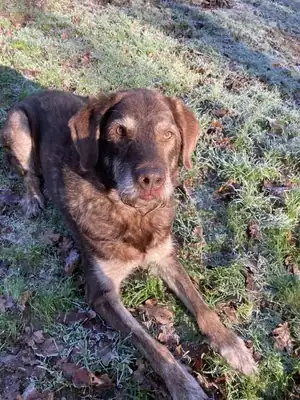 Max – Hund – Bild 8