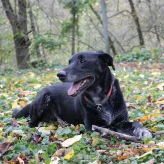 Neo - Labrador Retriever - Bild 2
