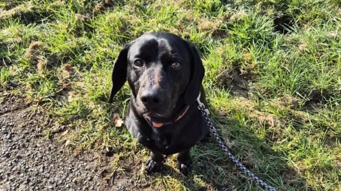 Blacky -  - Bild 1