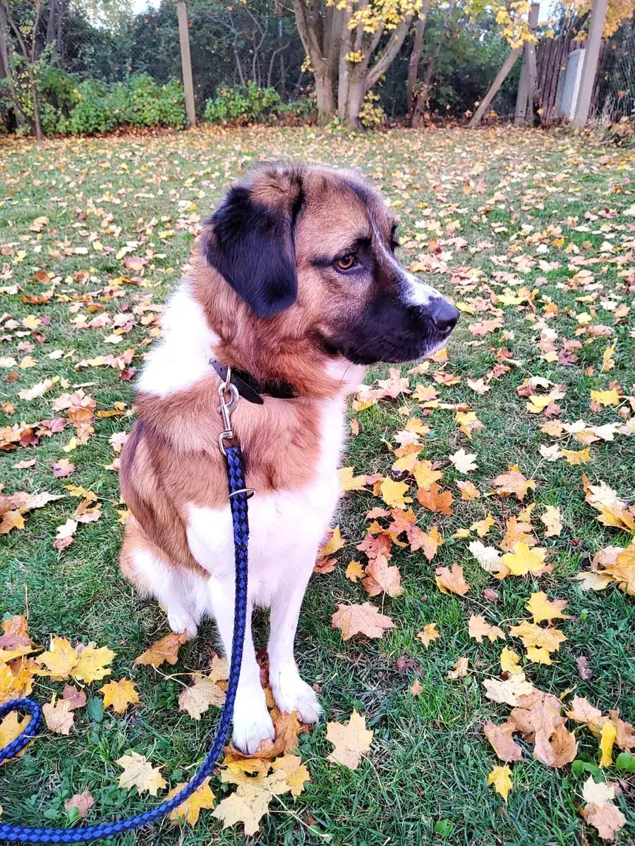 Buddy -  - Bild 3