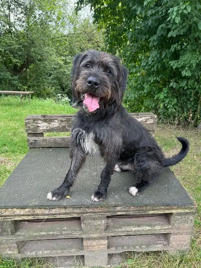 Kalle - Riesenschnauzer - Bild 2