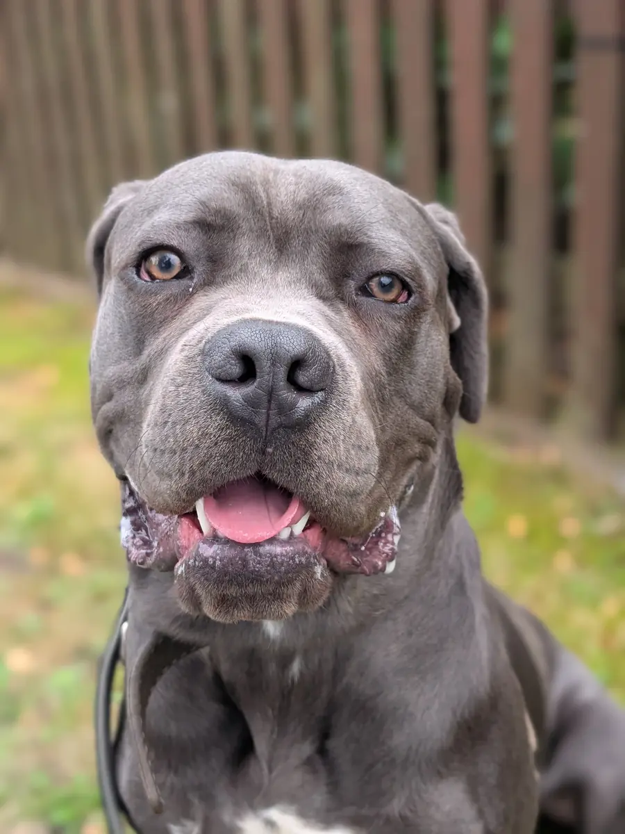 Ares - Cane Corso Italiano - Bild 2