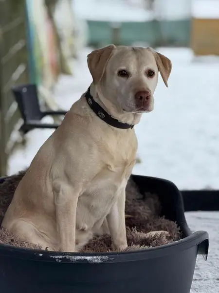 Merry - Labrador Retriever - Bild 7