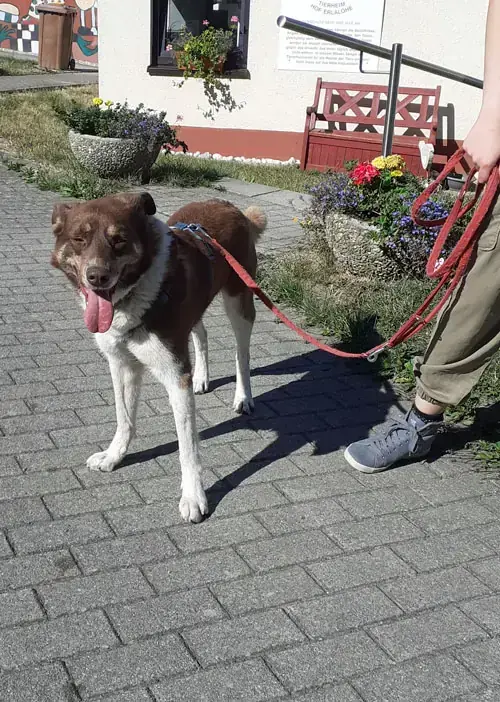 Nobby -  - Bild 8