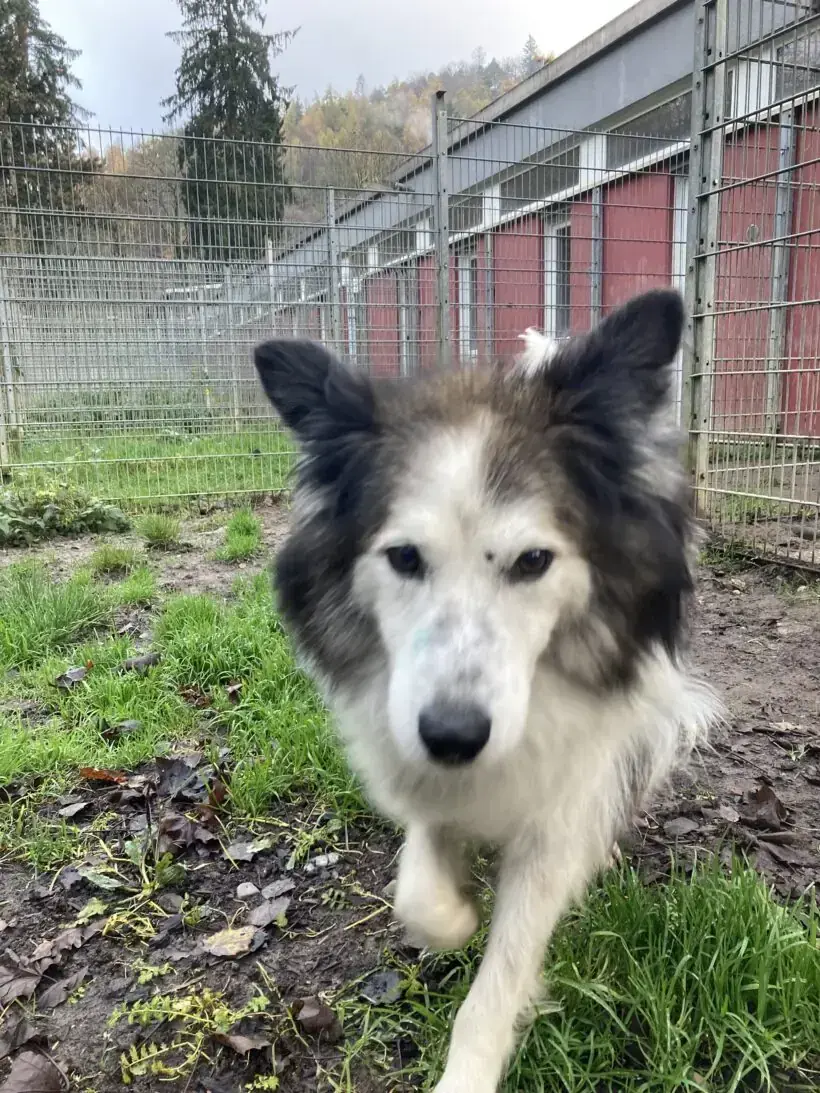 Haribo - Deutscher Schäferhund, Border Collie - Bild 1