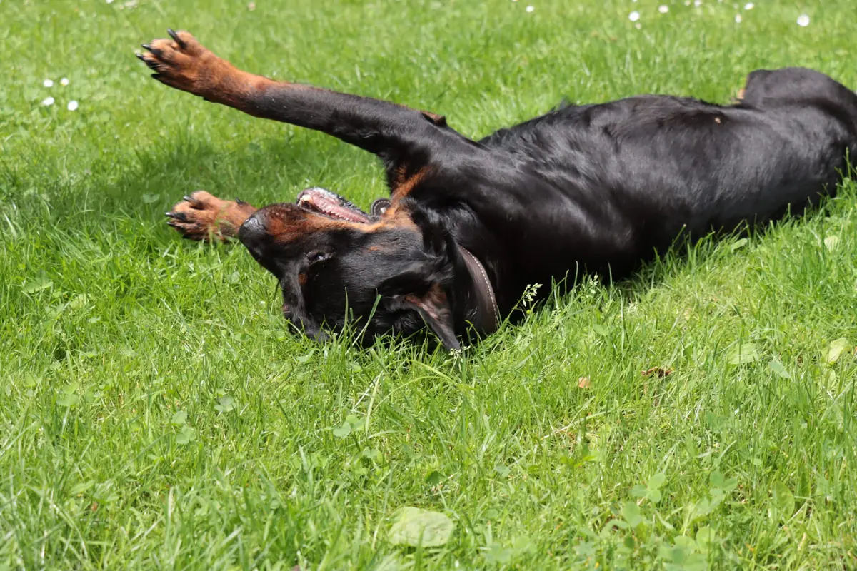 Oxana - Rottweiler - Bild 1