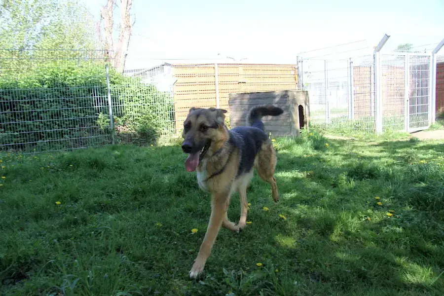 Billy - Deutscher Schäferhund - Bild 9