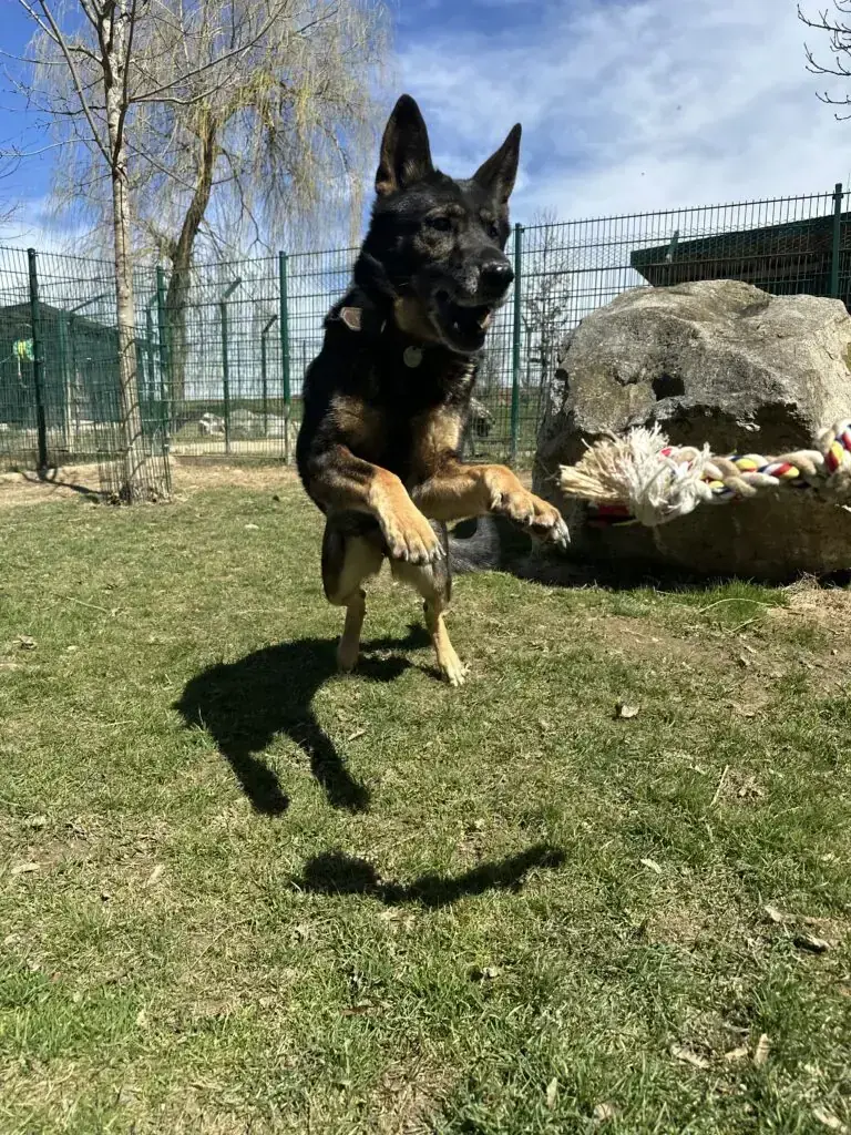 Deutscher Schäferhund Terra