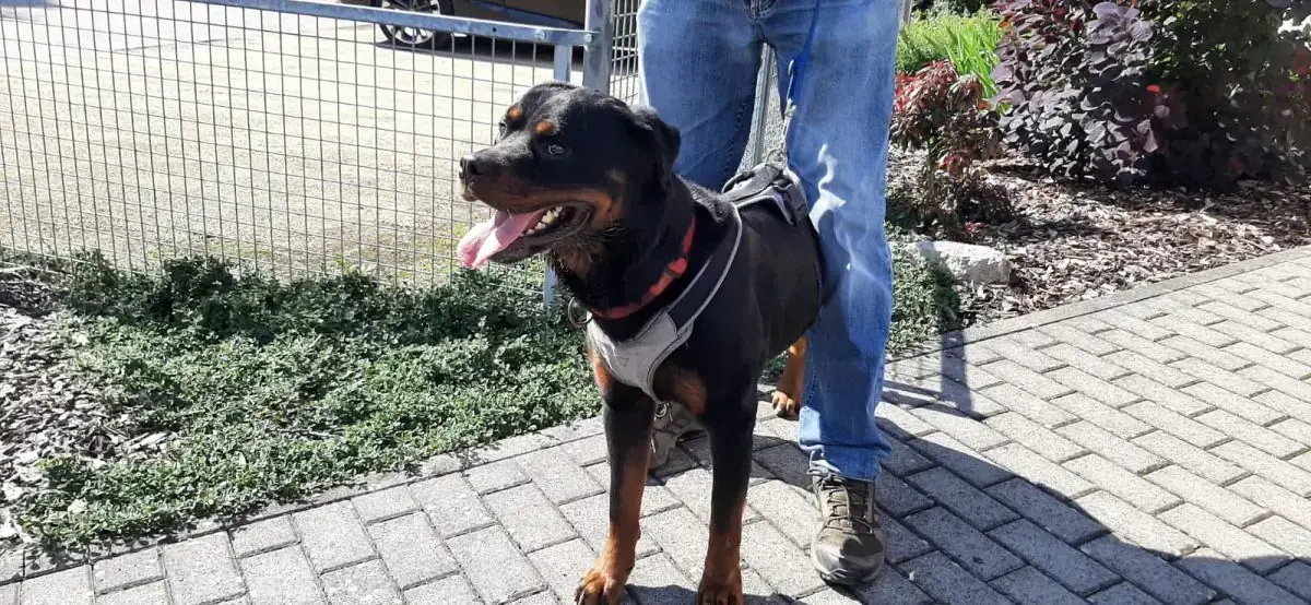 Amigo - Rottweiler - Bild 8
