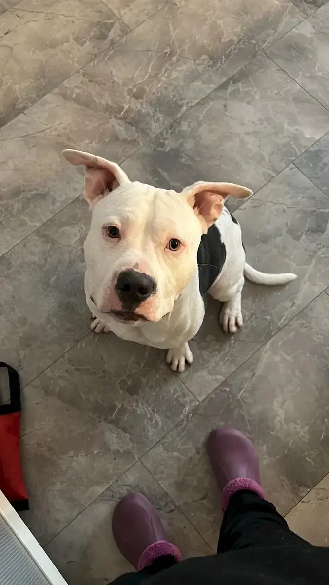 Apollo - American Staffordshire Terrier - Bild 1