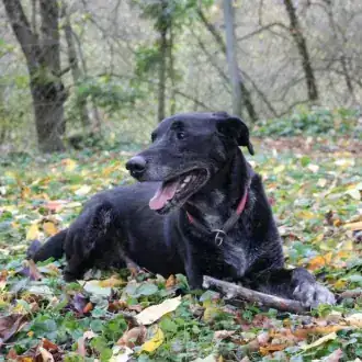 Neo – Labrador Retriever – Bild 2