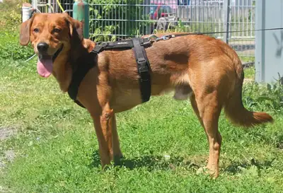 Chase – Hund – Bild 7