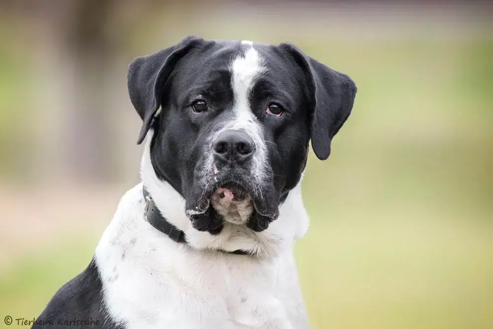 Percy -  - Bild 1