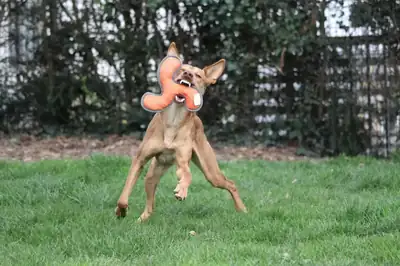 Baco – Podenco Canario – Bild 7