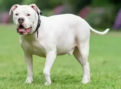 Togo – American Staffordshire Terrier – Bild 3