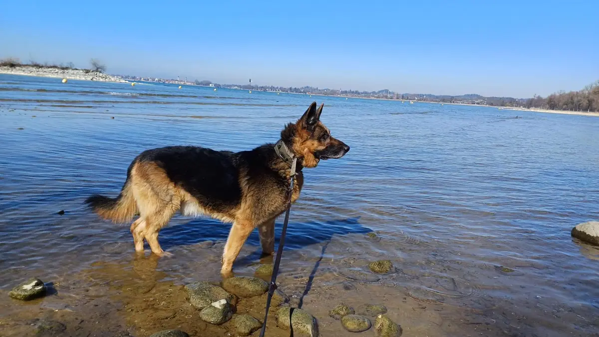 Aaron - Deutscher Schäferhund - Bild 3