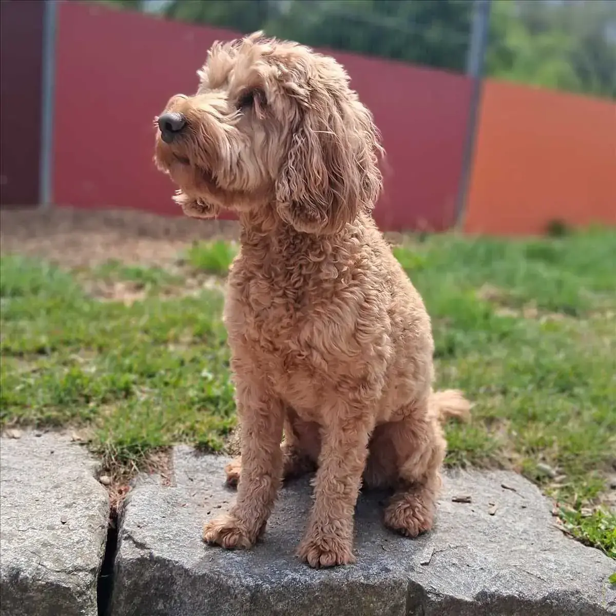Chico - Pudel - Bild 1