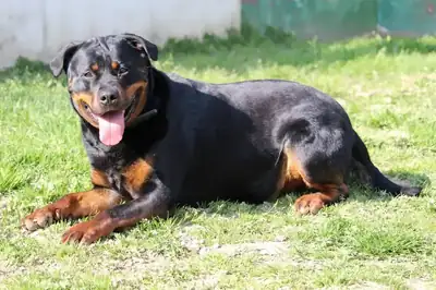 Sindy – Rottweiler – Bild 10